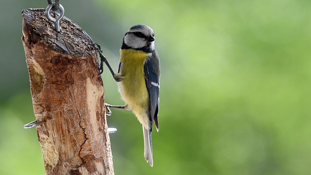 Tiny blue tit pecking suet pellets