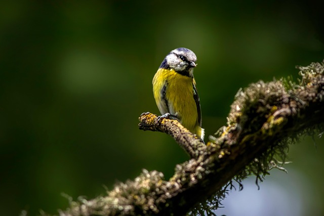 Tiny blue tit pecking suet pellets