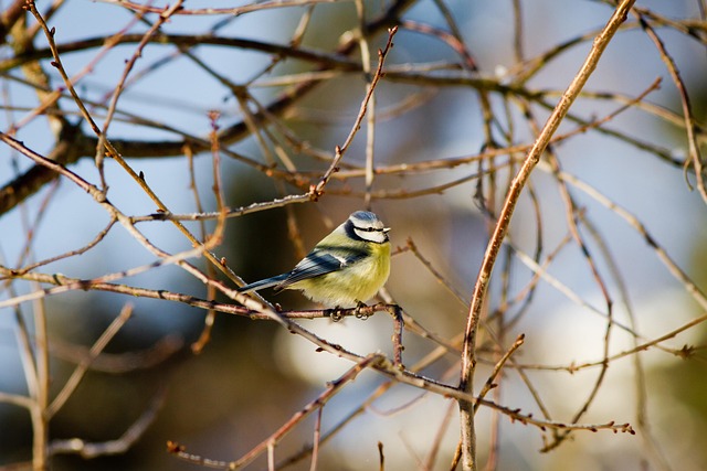 Tiny blue tit pecking suet pellets