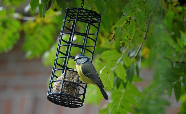 Tit bird feeding from peanut feeder