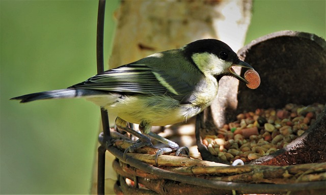 Tit bird feeding from peanut feeder
