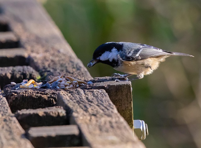 Tits feeding on mealworms in tray