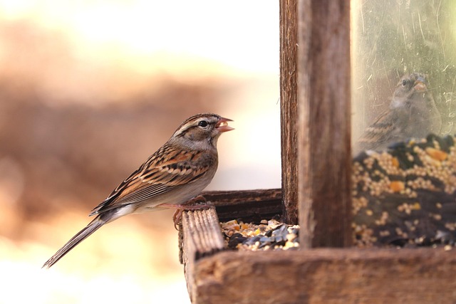 Traditional wooden bird feeder with base