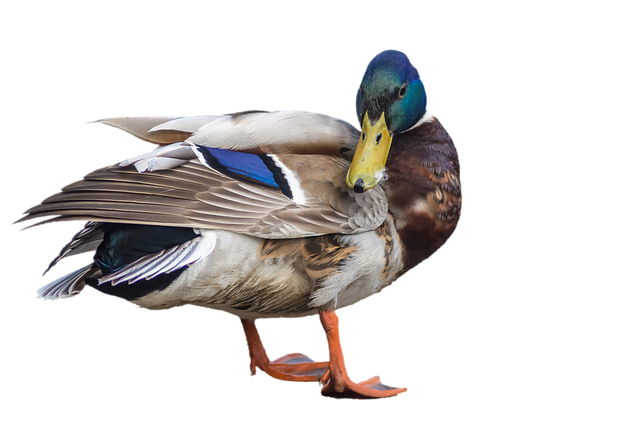 Transparent pouch of peanuts for birds