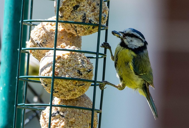 Tray-style feeder catching falling bird seed