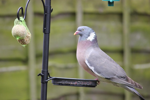 Tray-style feeder catching falling bird seed
