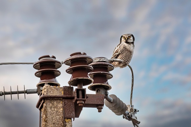 Tree-mounted bird box with bird nearby