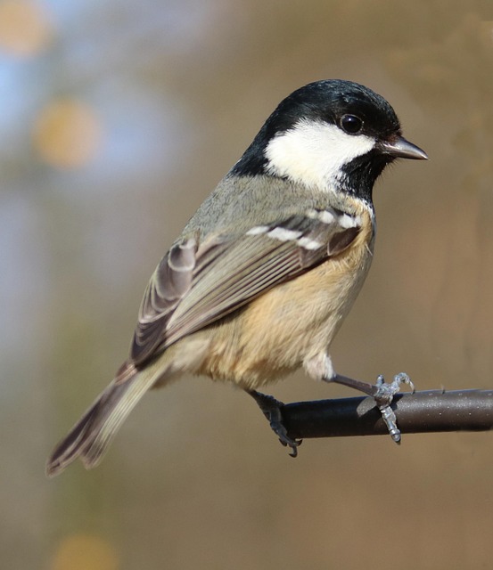 UK garden bird suet pellets supply