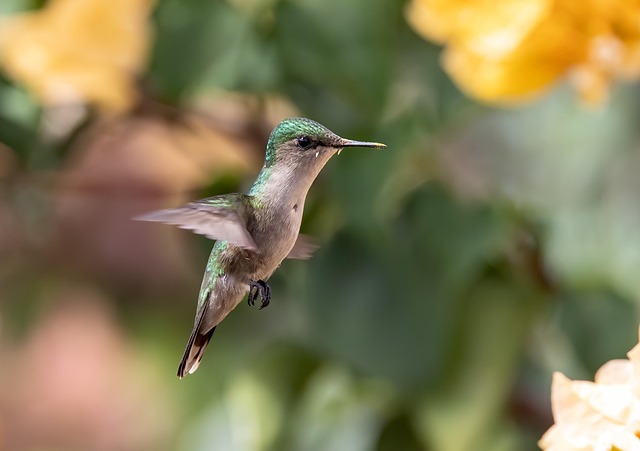 UK garden bird suet pellets supply
