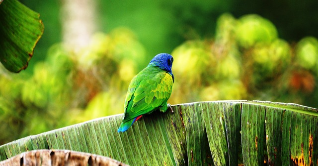 Variety of bird
