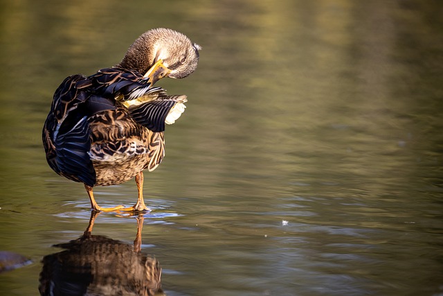 Variety of peanuts for different bird species