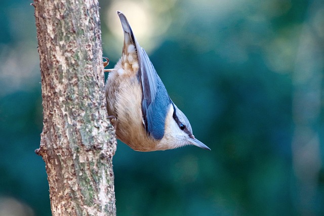 Variety of peanuts for different bird species