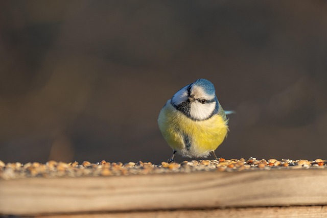 Variety of seeds for small garden birds