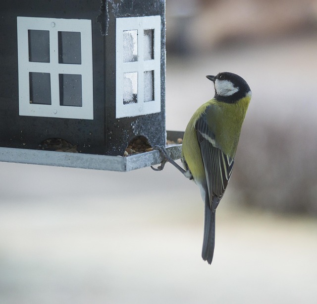 Variety of seeds for small garden birds