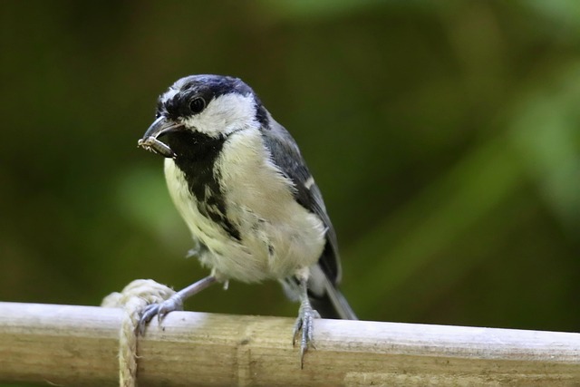 Variety of seeds for small garden birds