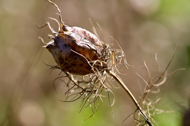 Variety of seeds in wooden feeder