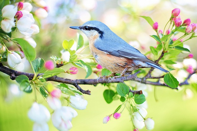 Variety of small birds at feeder