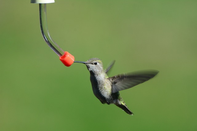 Variety of wild birds around seed feeder