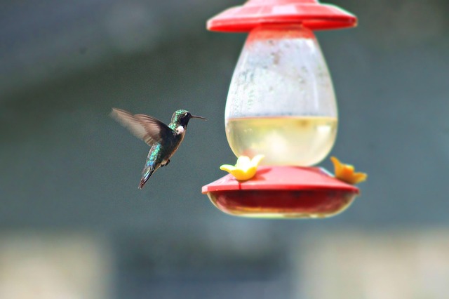 Weatherproof bird feeder with roof cover