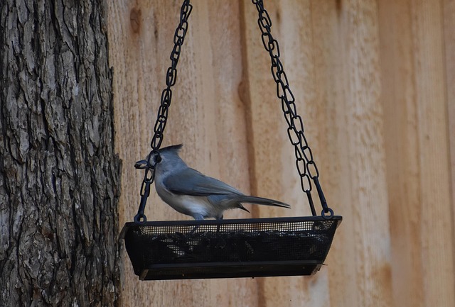 Weatherproof feeder protecting bird seed