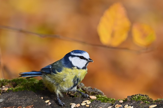 what do I feed a fledgling bird uk