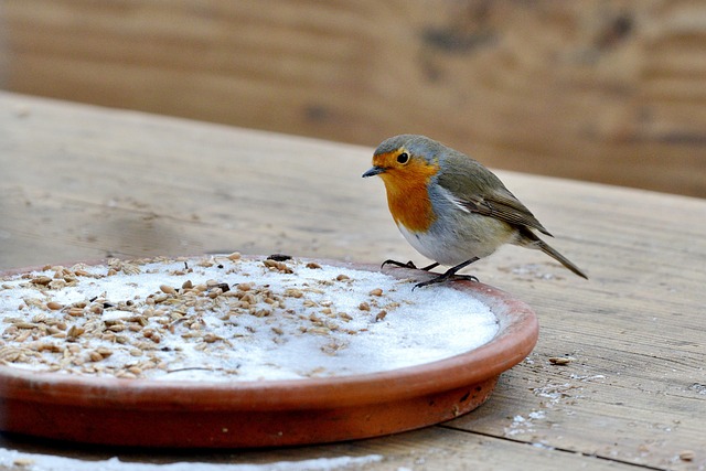 what do I feed a fledgling bird uk