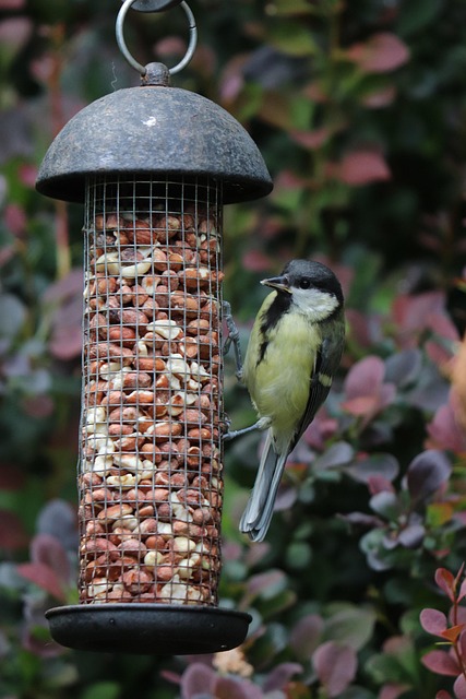 what do I feed a fledgling bird uk
