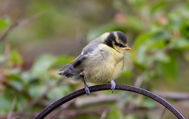 what do I feed a fledgling bird uk