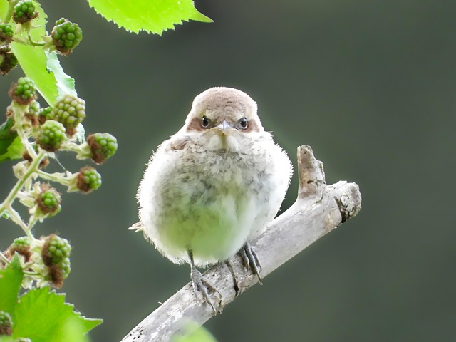what do I feed a fledgling bird uk