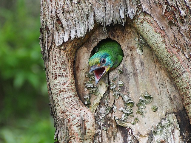 what do I feed a fledgling bird uk