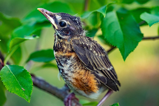 what do I feed a fledgling bird uk