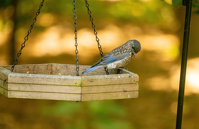 what do I feed a fledgling bird uk