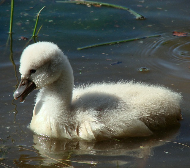 what do I feed a fledgling bird uk