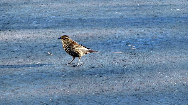 what do I feed a fledgling bird uk