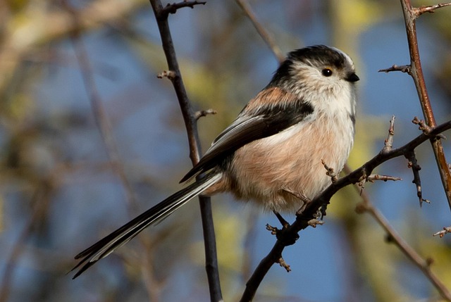 Wheat-free bird seed in garden feeder