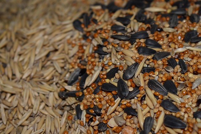 Wheat-free seed blend in feeding tray