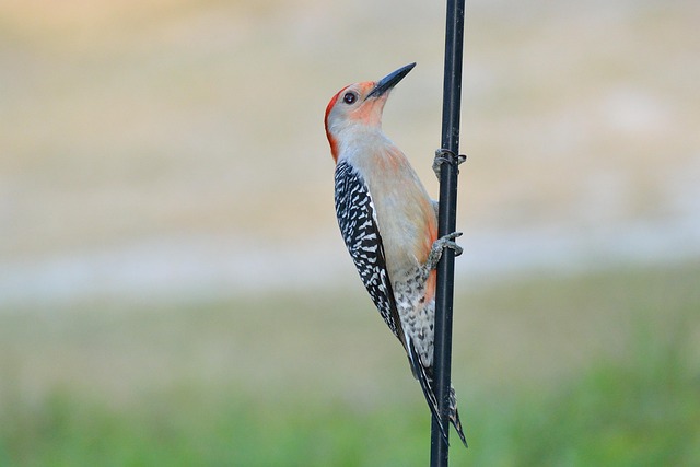 Wheat-free wild bird food in feeder