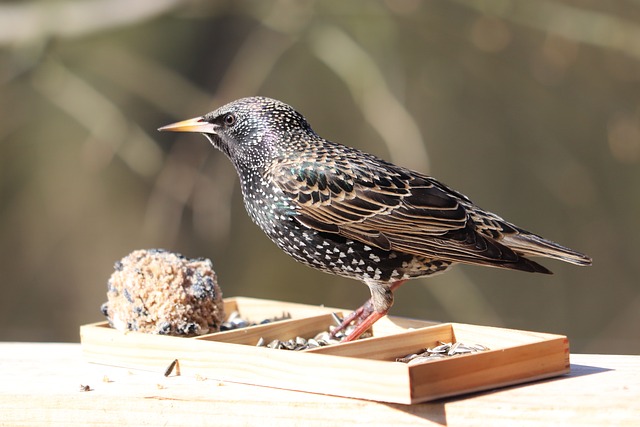 Wheat-free wild bird food in feeder