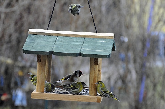 Whole peanuts in mesh bird feeder