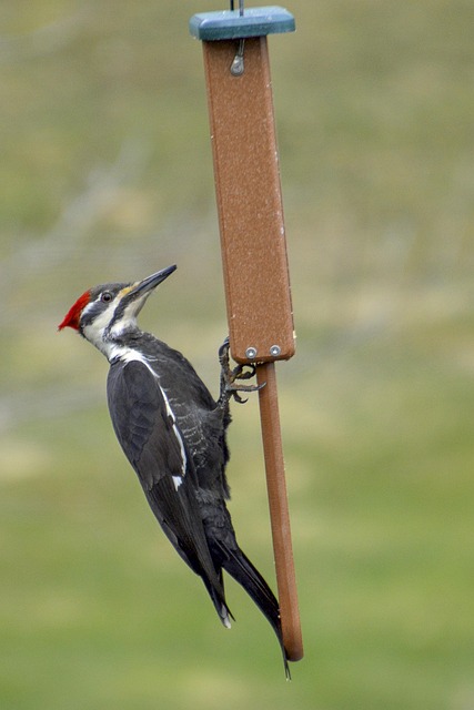 Whole peanuts in mesh bird feeder