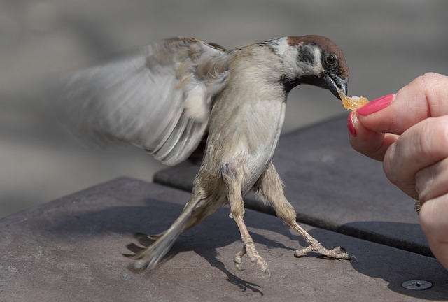 Wide selection of bird feed products