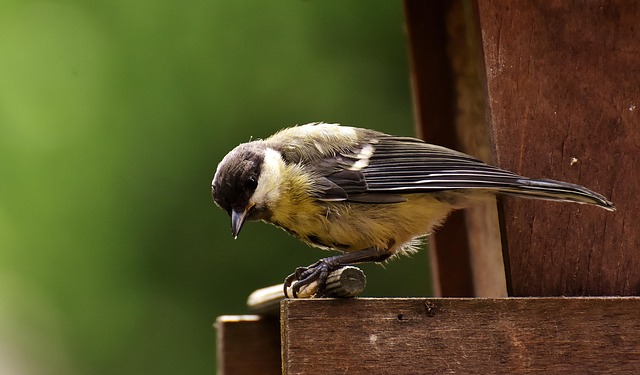 Wide selection of bird feed products