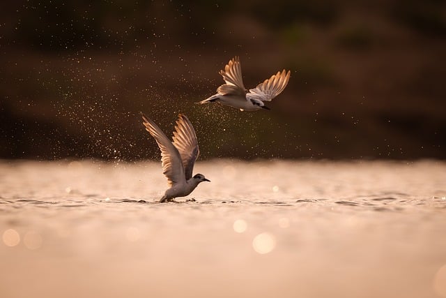Wild bird seed pouring from bag