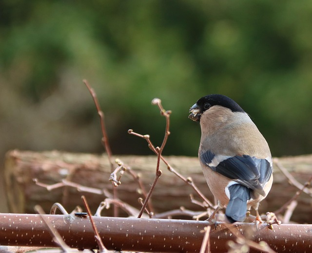 Wild birds eating from ground feeder