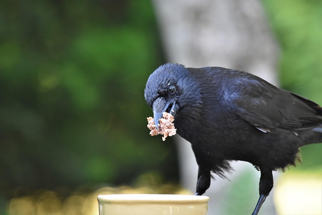 Wild birds eating sunflower hearts