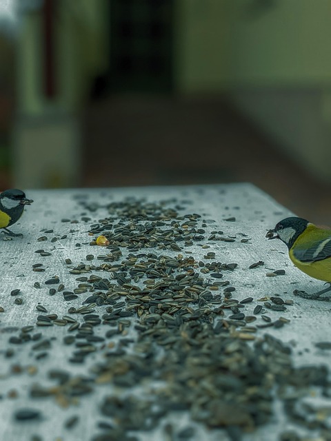 Wild birds feeding from seed tray