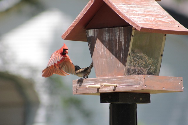 Wild birds gathered around small feeder