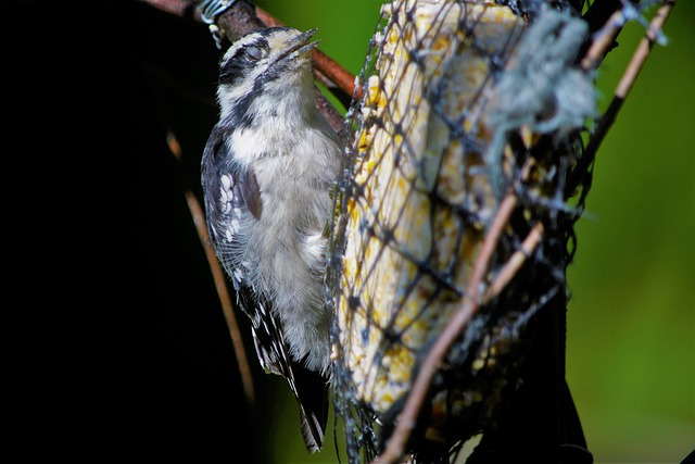 Wild birds pecking at fresh seeds
