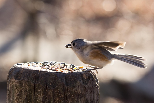 Wild birds pecking at fresh seeds