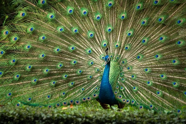 Wild birds pecking at fresh seeds